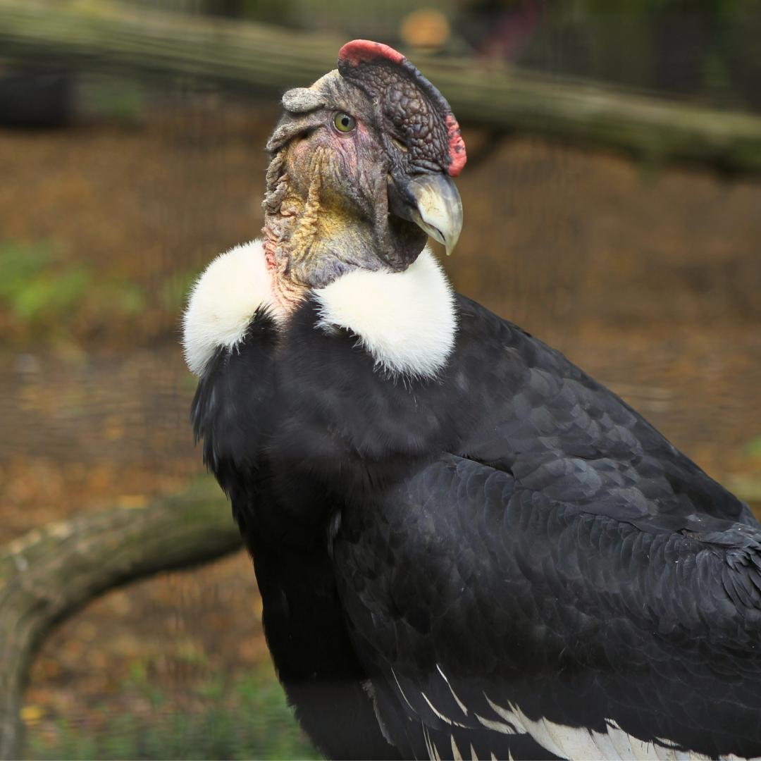 Andean Condor