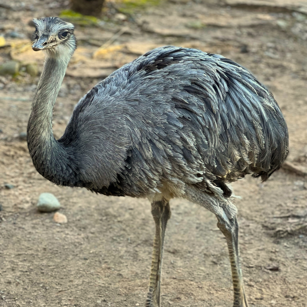 Greater Rhea