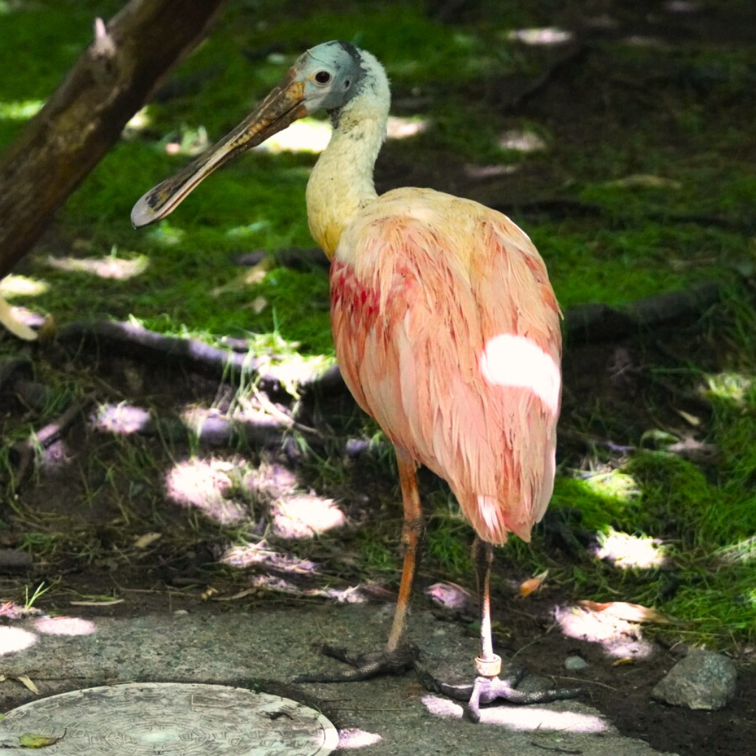 Roseate Spoonbill