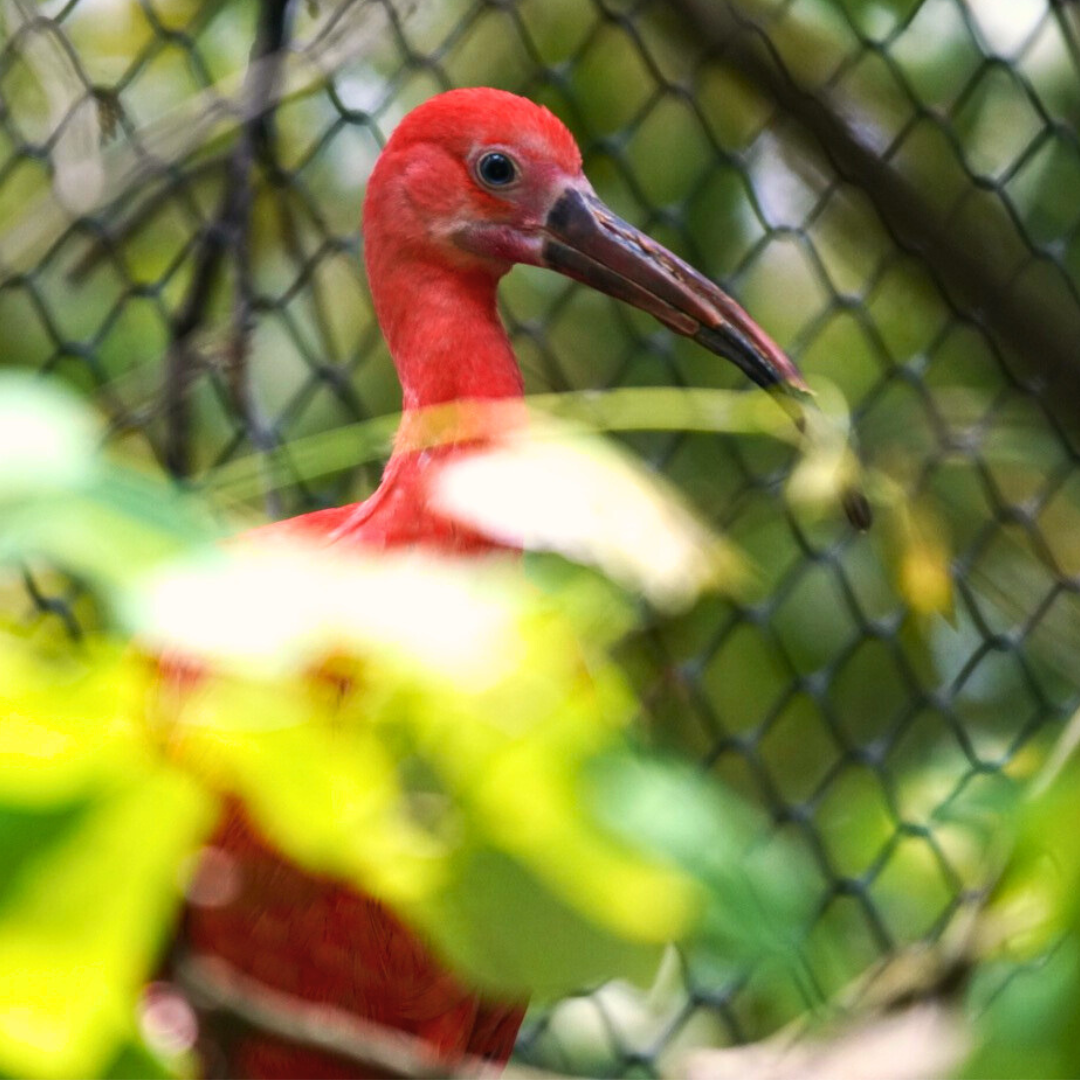 Scarlet Ibis