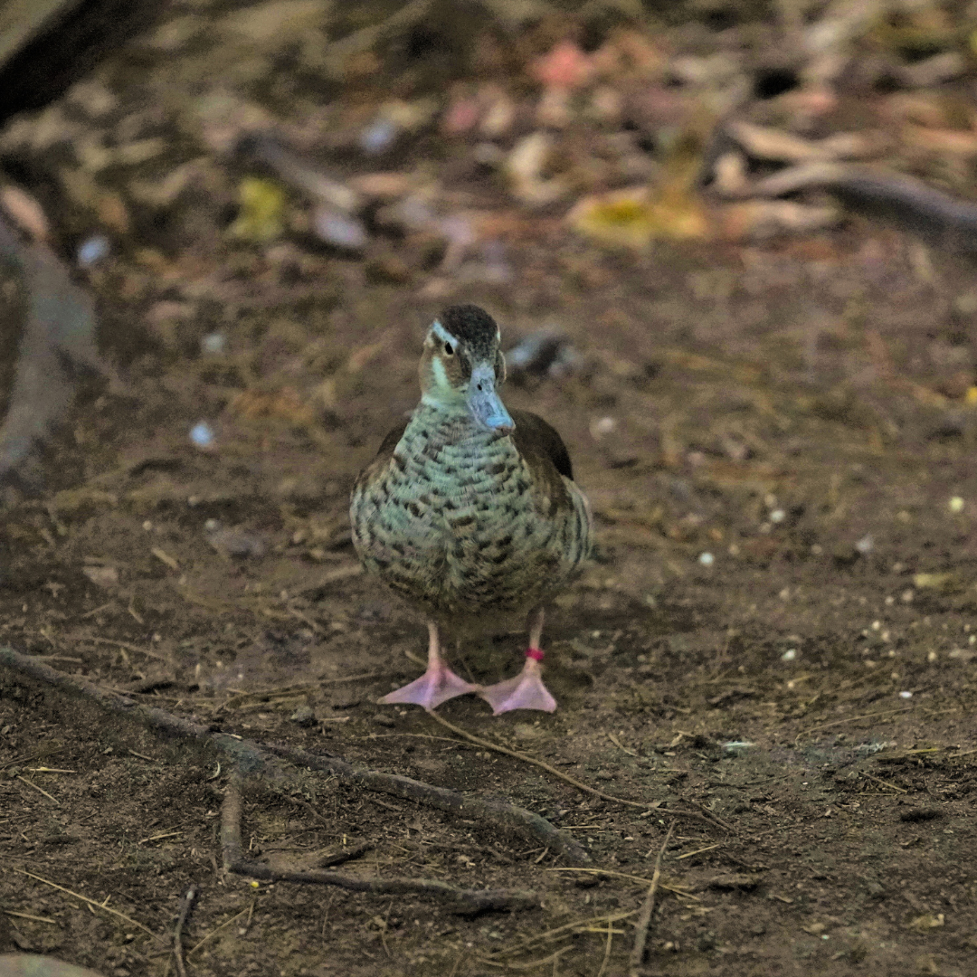 West Indian Whistling Duck