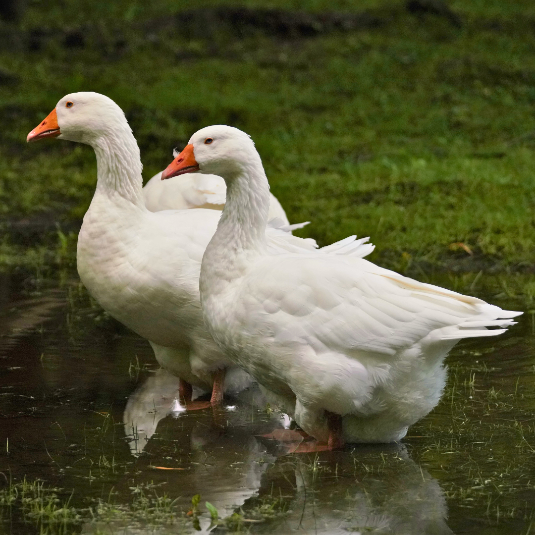 White Embden Goose