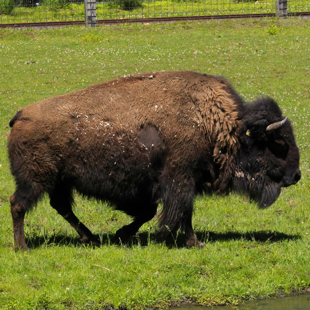 American Bison