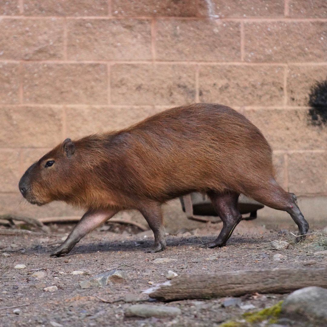 Capybara