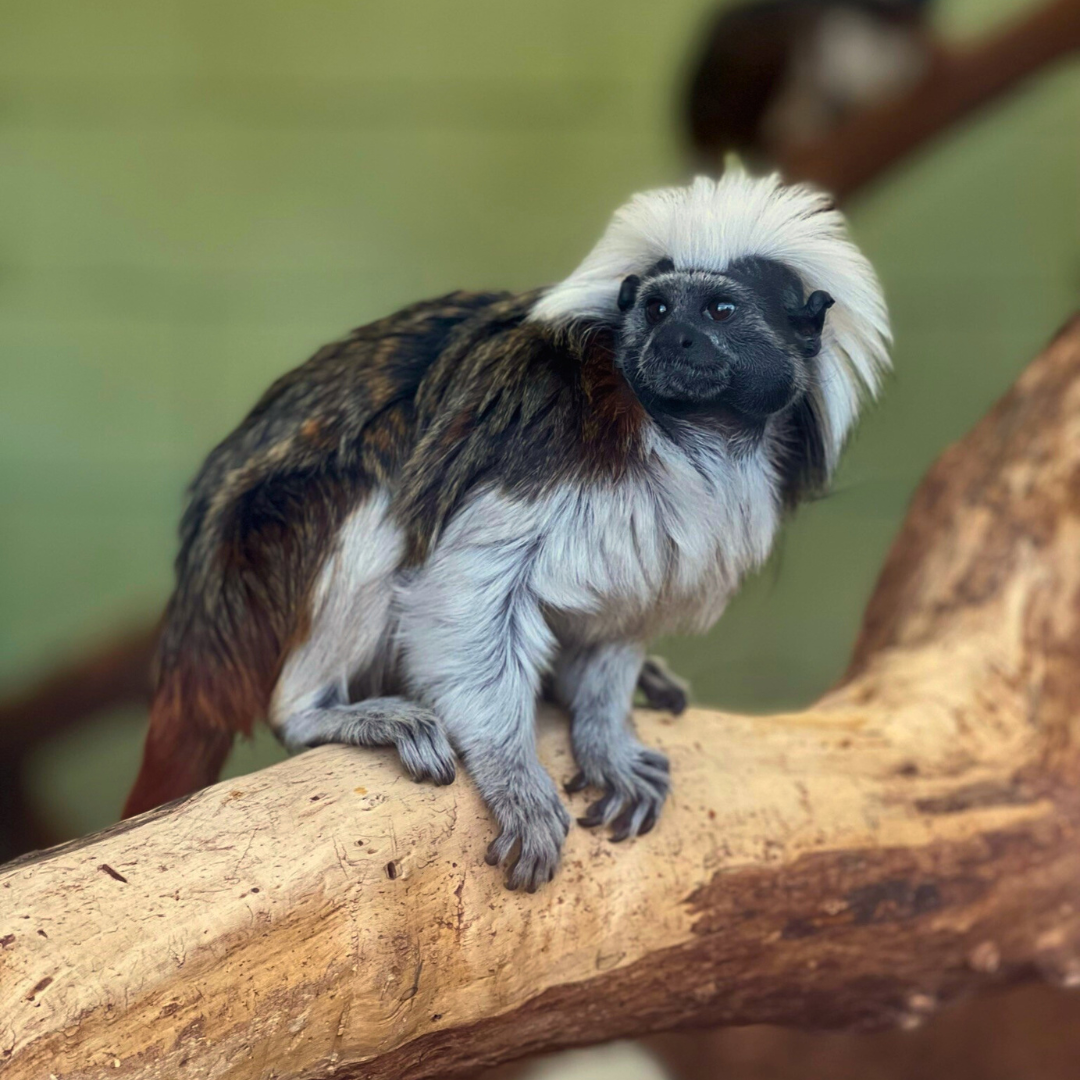 Cotton-top Tamarin