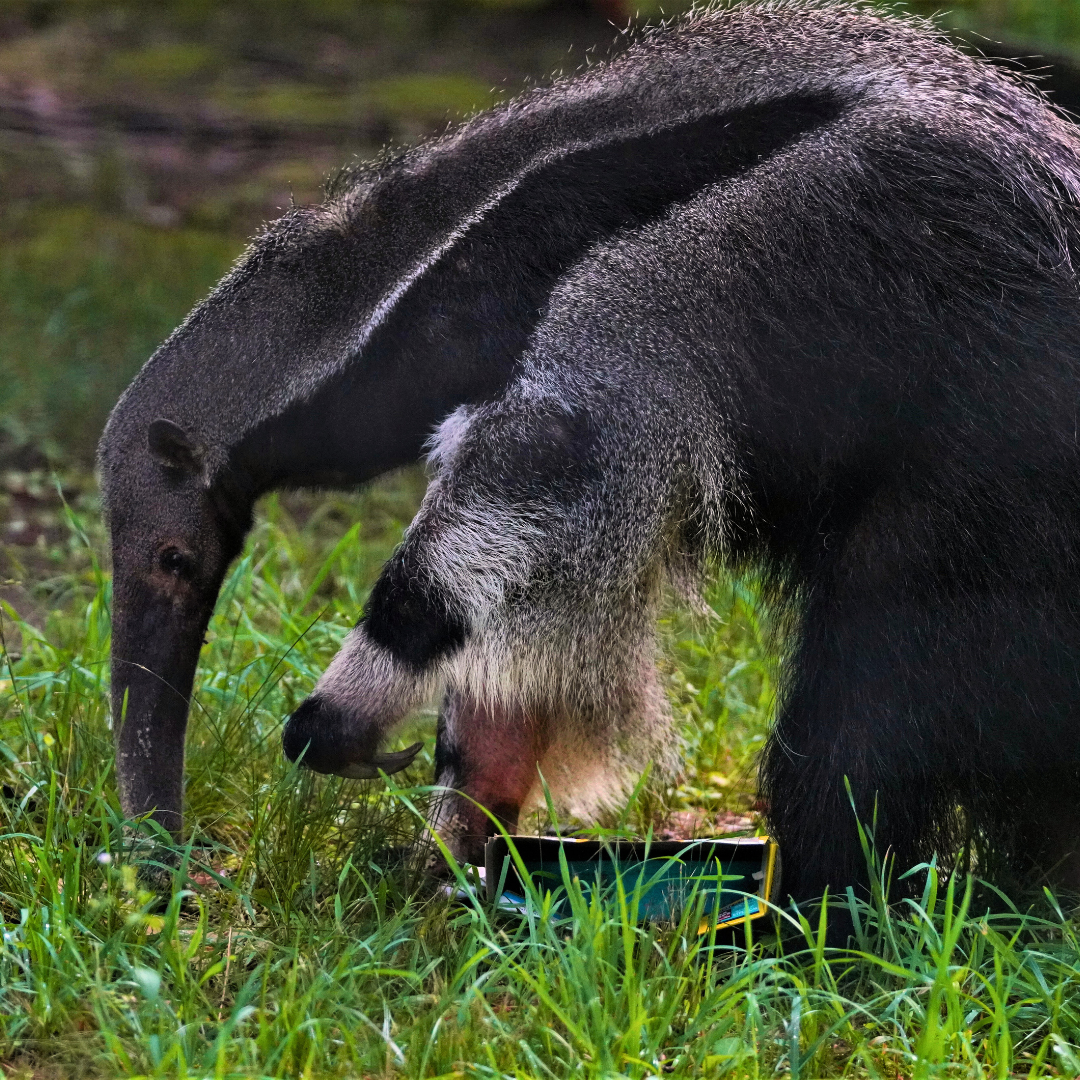 Giant Anteater