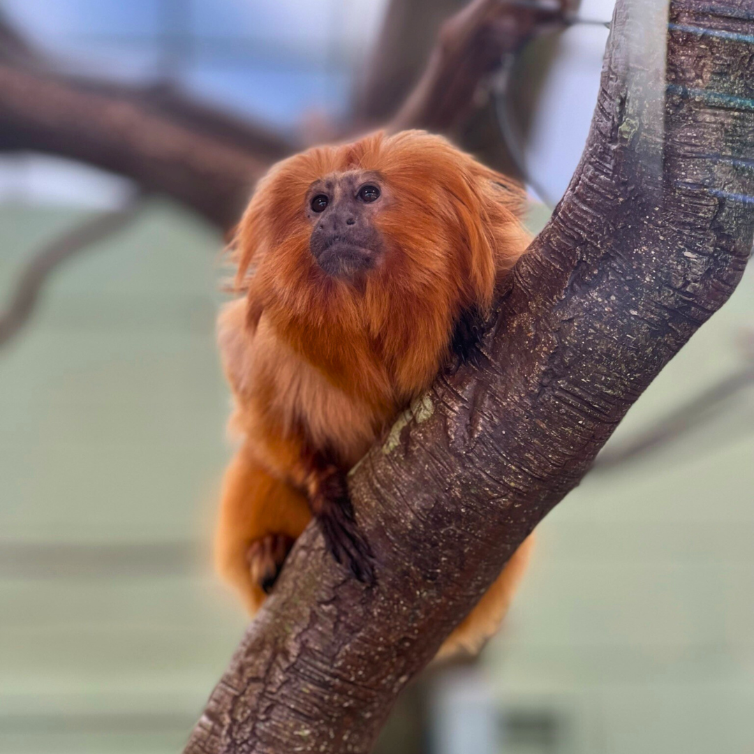 Golden Lion Tamarin