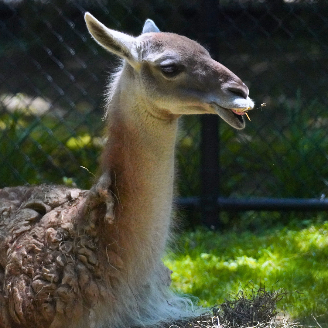 Guanaco