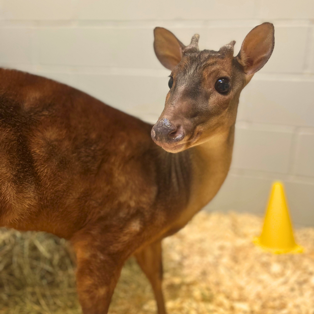 Red Brocket Deer