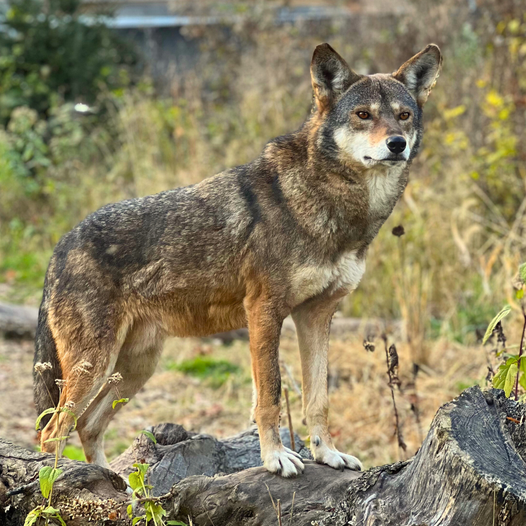 Red Wolf