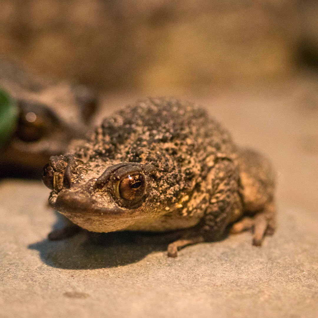 Puerto Rican Crested Toad