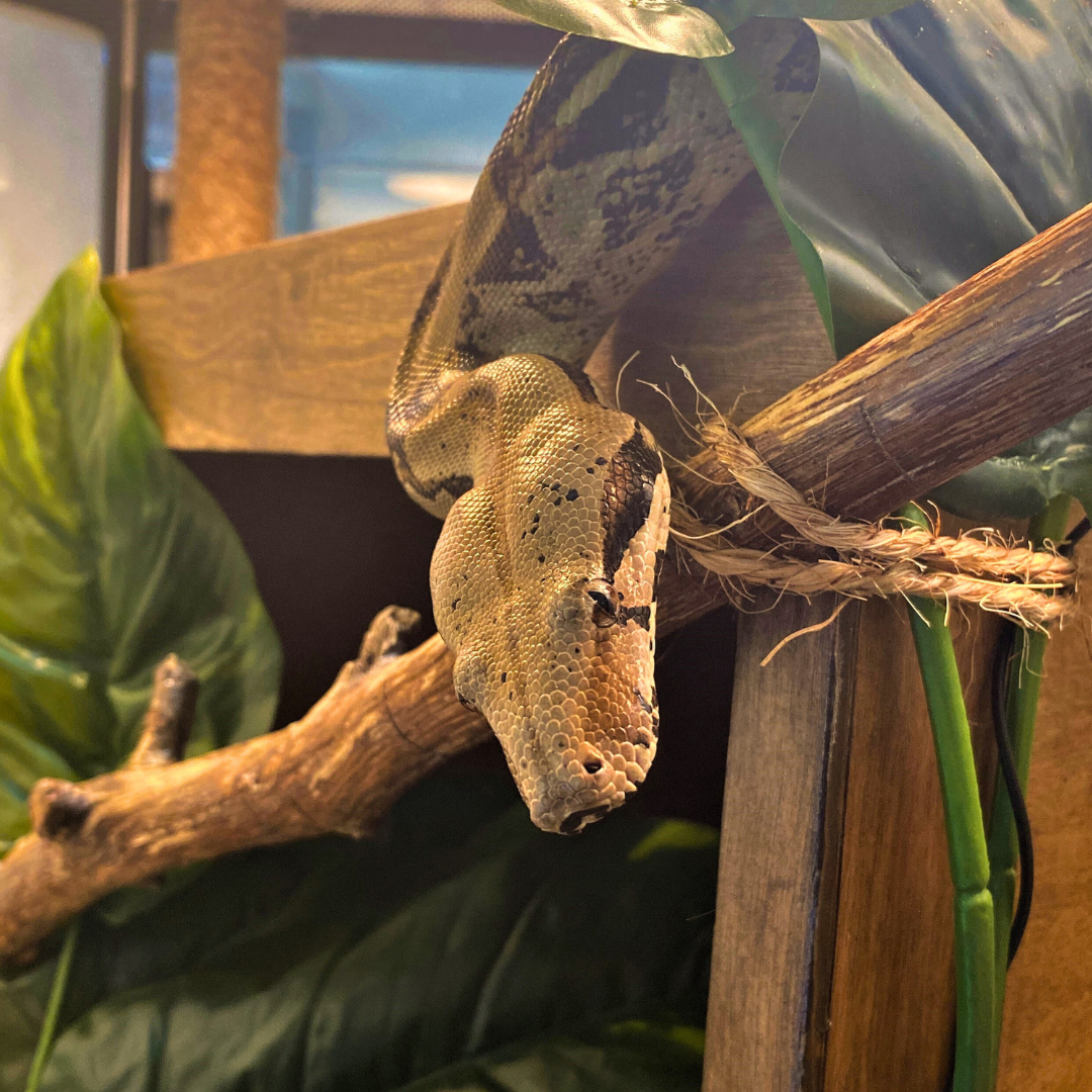 Red-tailed Boa Constrictor