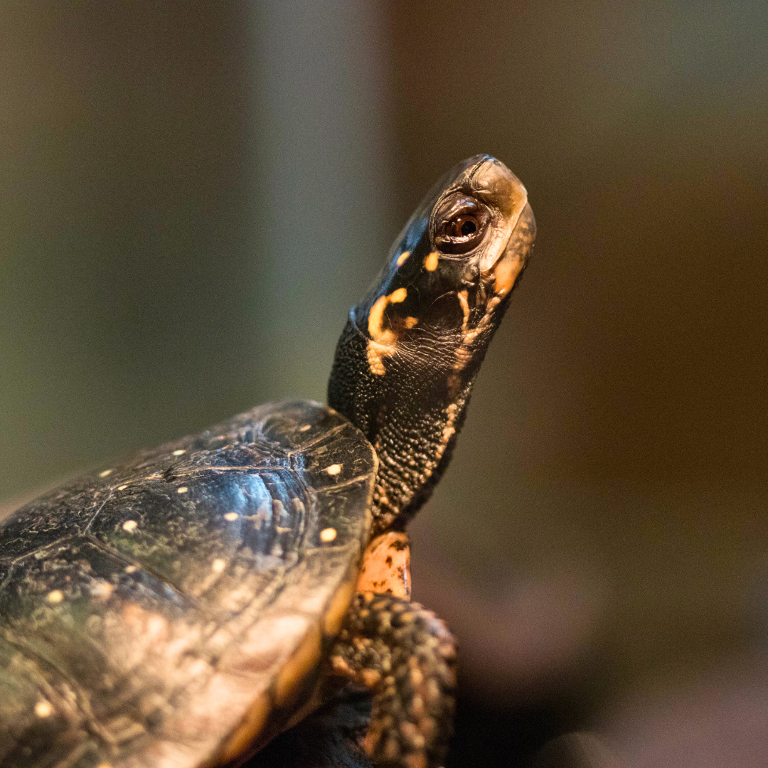 Spotted Turtle